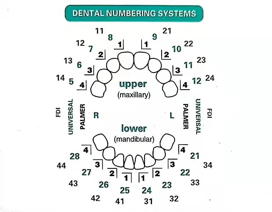 Dental Mould For Composite Res - огляд і ціна Teeth Whitening Moulds